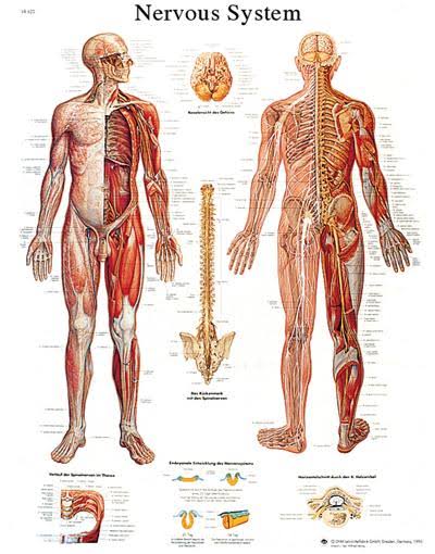 Anatomical Sticky Back Chart G8717