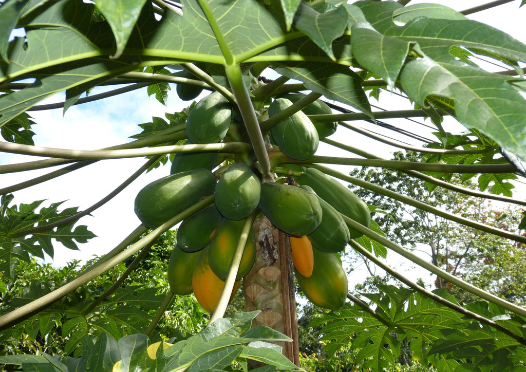 Papaya Powder 1.5 Pounds Z1109