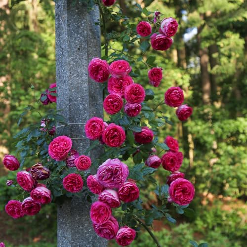 Climbing Rose Q615