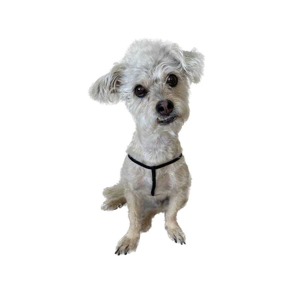 Step-In Harness for Small Pets G4591