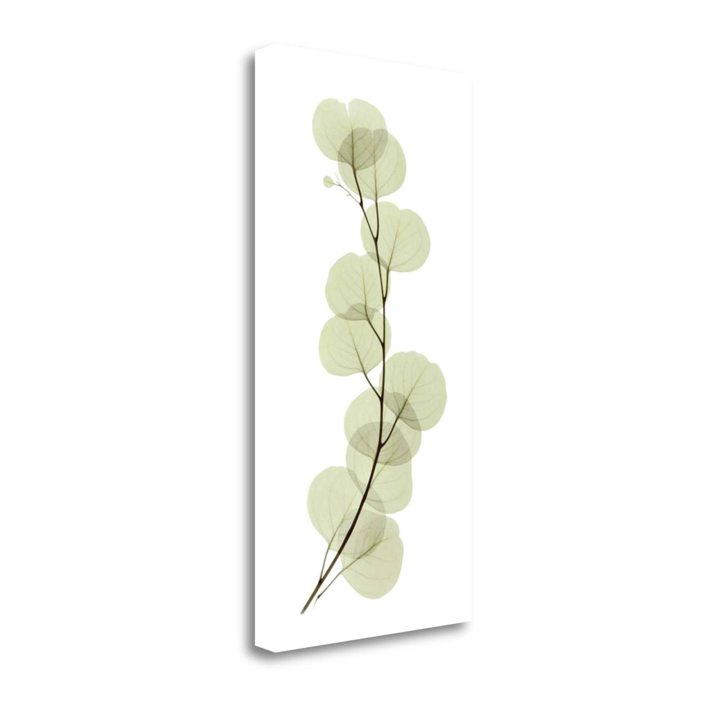 Eucalyptus Giclee Print G9467