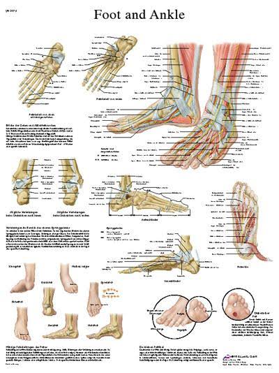 Anatomical Sticky Back Chart G8717