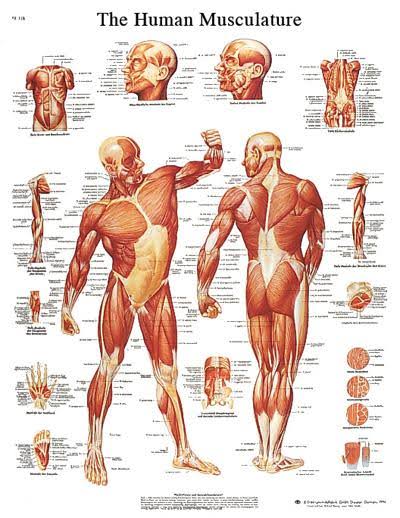 Anatomical Sticky Back Chart G8717