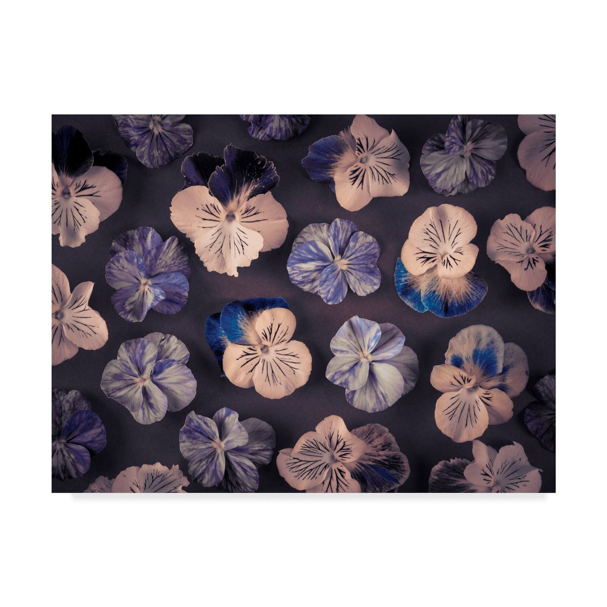 Pink and Blue Pansies Q1456