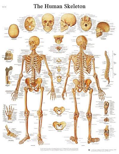 Anatomical Sticky Back Chart G8717
