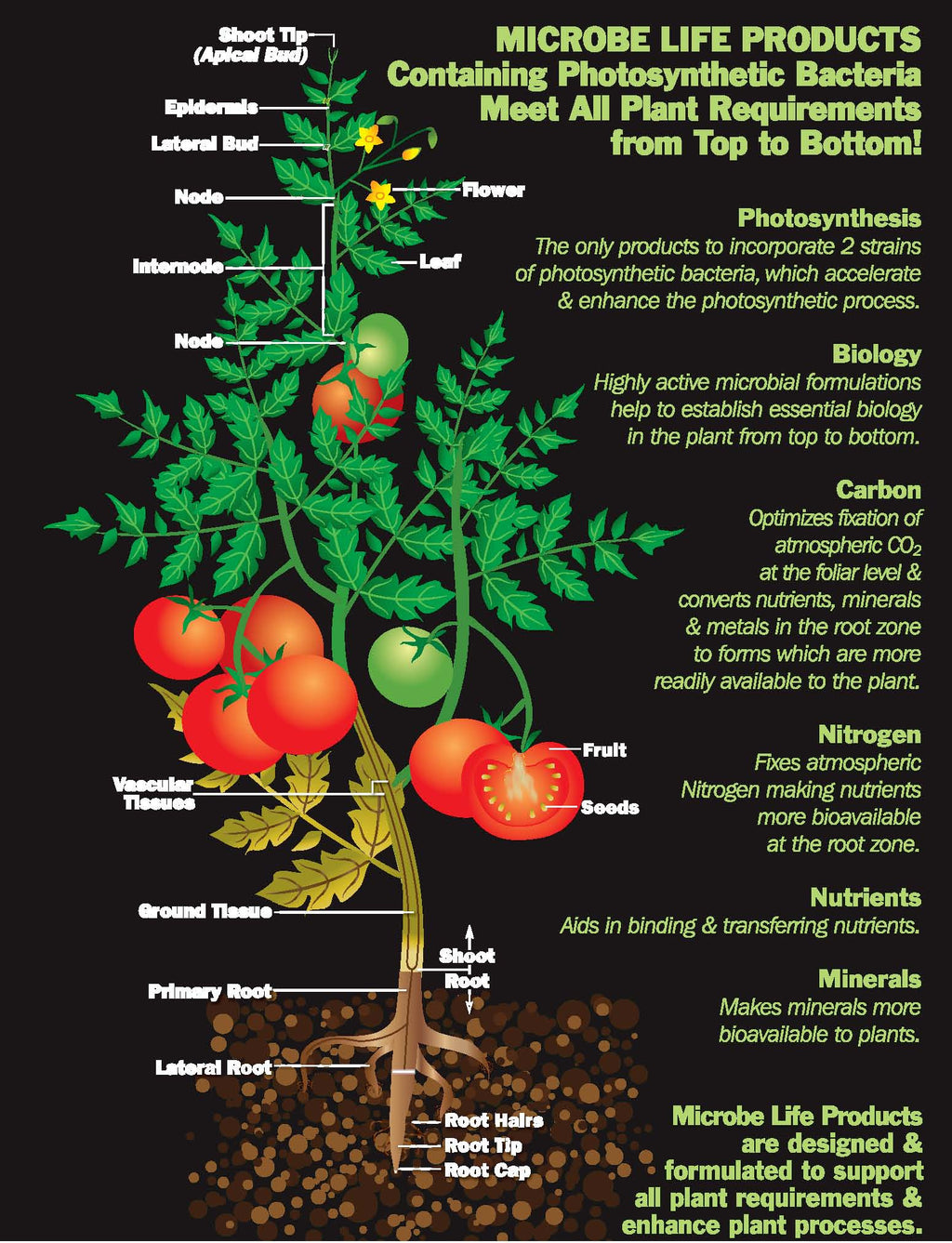 Photosynthesis Plus Pint P548