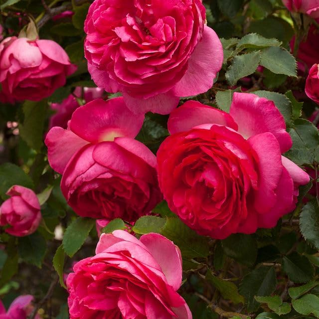 Climbing Rose Q615