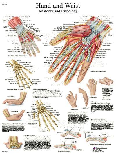 Anatomical Sticky Back Chart G8717