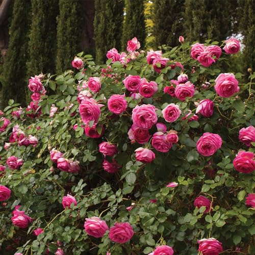 Climbing Rose Q615