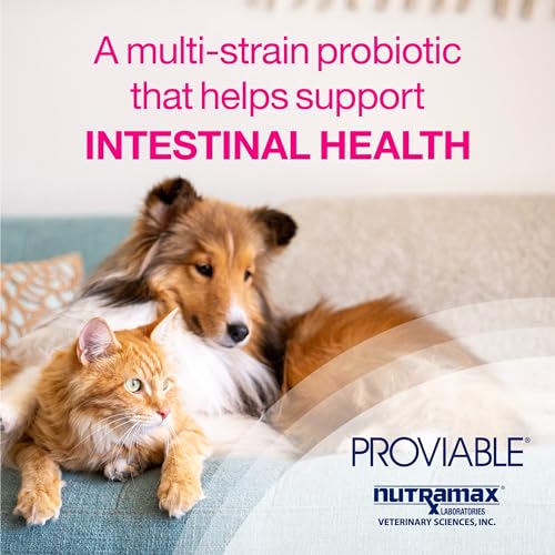 80 Capsules Probiotics and Prebiotics Supplement C246551
