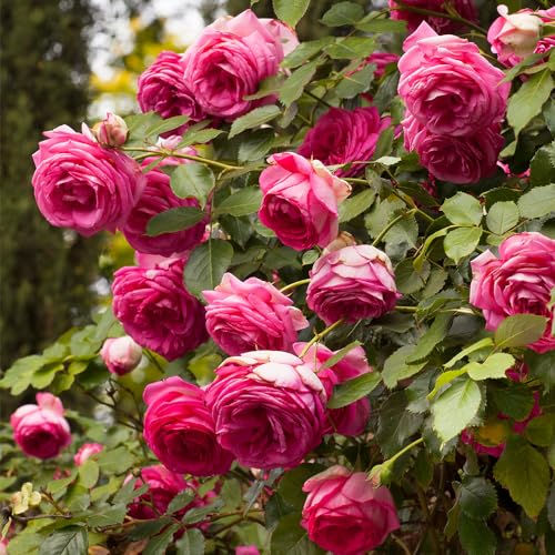 Climbing Rose Q615