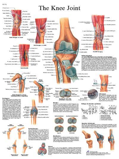 Anatomical Sticky Back Chart G8717