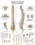 Anatomical Sticky Back Chart G8717
