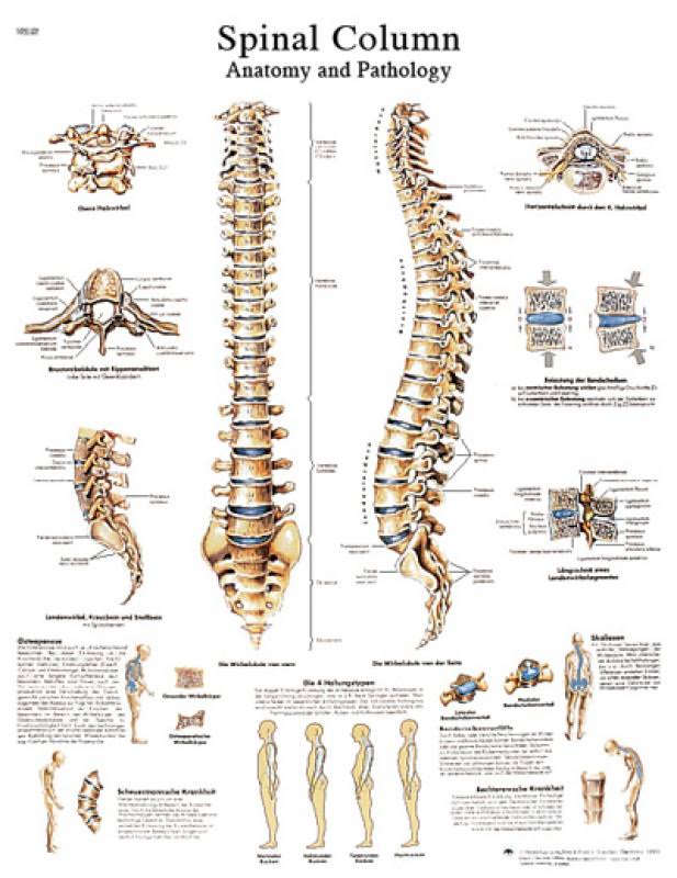 Anatomical Sticky Back Chart G8717