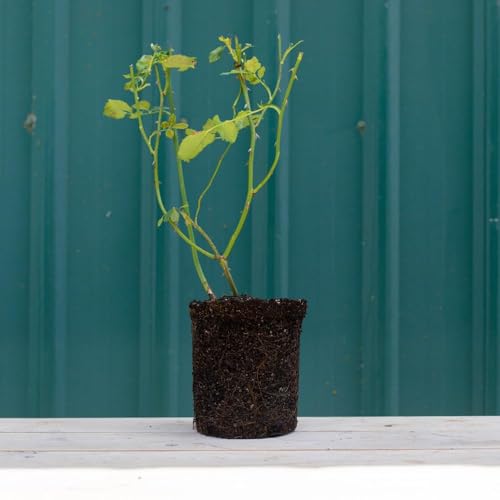 Climbing Rose Q615