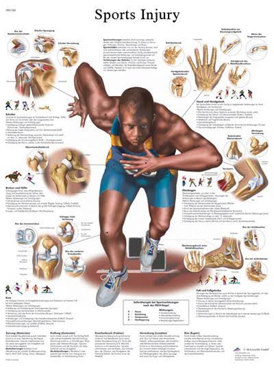 Anatomical Sticky Back Chart G8717