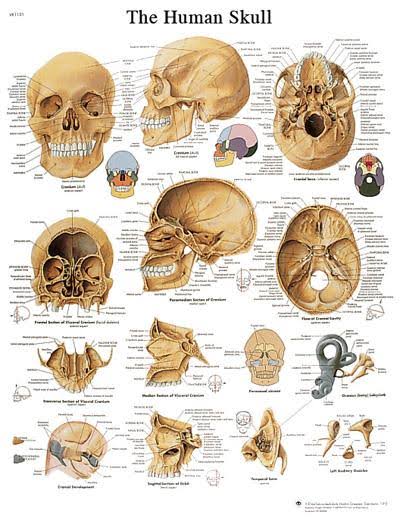 Anatomical Sticky Back Chart G8717