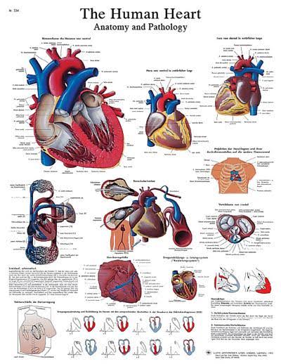 Anatomical Sticky Back Chart G8717