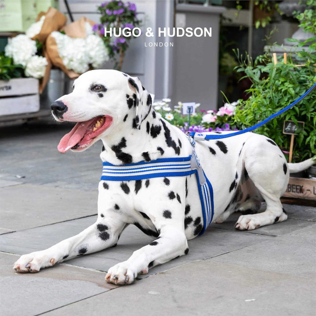 Dog Harness B91935
