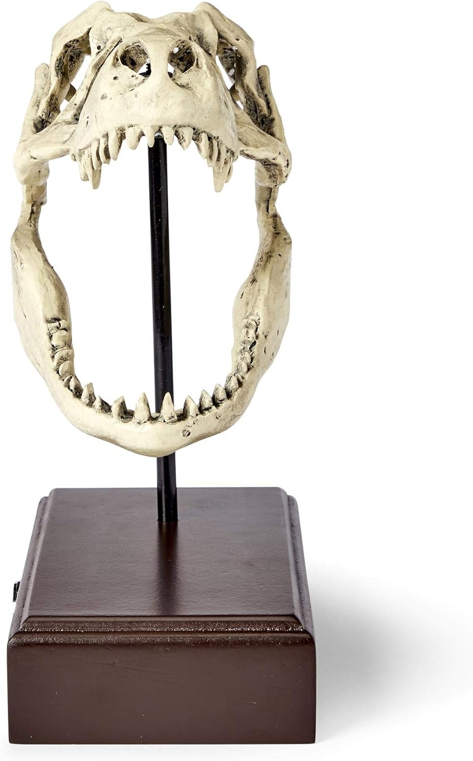 Tyrannosaurus Rex Skull Resin Replica Statue W8028