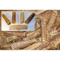 Beef Trachea 6 inch N4177